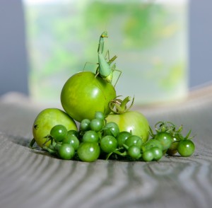 just green tomatoes?