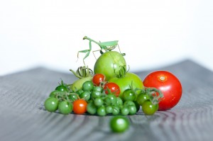 just green tomatoes?